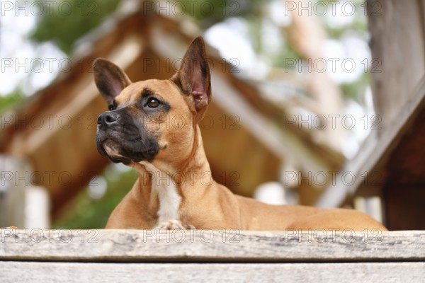 Cute red fawn mixed breed dog lying on woodenplank. Mix between Boxer, French Bulldog and Miniature Bullterrier