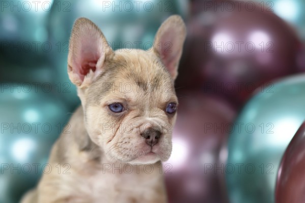6 weeks old healthy French Bulldog dog puppy with colorful balloons in background