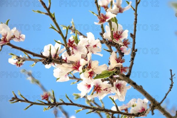 Almond blossoms on an almond tree, Majorca, Balearic Islands, Spain