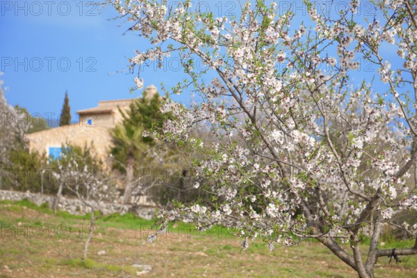 Almond blossoms on almond tree, in the background almond trees and finca, Majorca, Balearic Islands, Spain