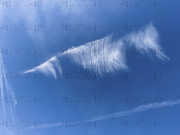 Cirrus cloud Feather clouds Veil clouds Cloud image in the shape of a floating seahorse under a blue sky, international