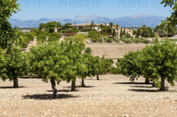 View of olive grove with olive trees in front, in the background Spanish farm Finca, Majorca, Balearic Islands, Balearic Islands, Spain