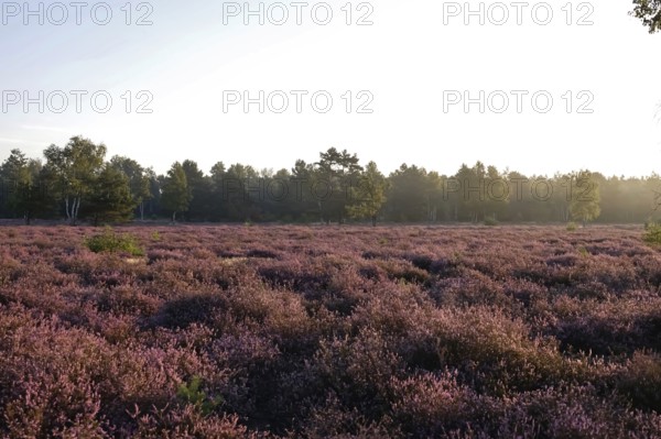 Heath landscape, Summer, Germany