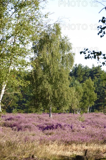 Heath landscape, Summer, Germany