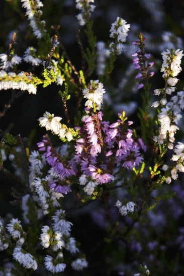 Heath, blooming, summer, Germany
