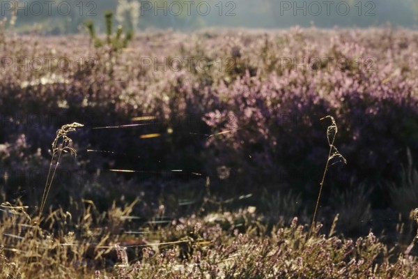 Heath landscape with cobwebs, summer, Germany