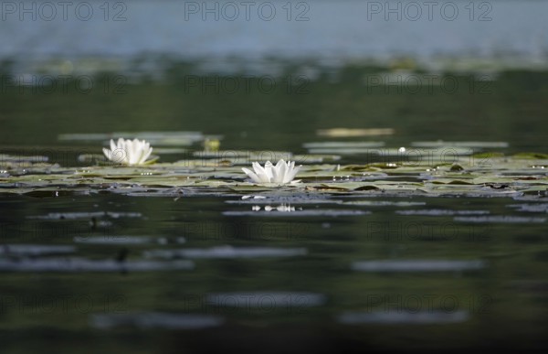 Pond with beautiful water lilies, summer, Germany