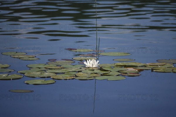 Pond with beautiful water lily, summer, Germany