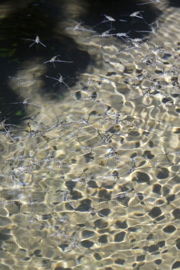 Insect Water strider (Gerridae) on a lake, summer, Germany