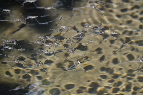 Insect Water strider (Gerridae) on a lake, summer, Germany