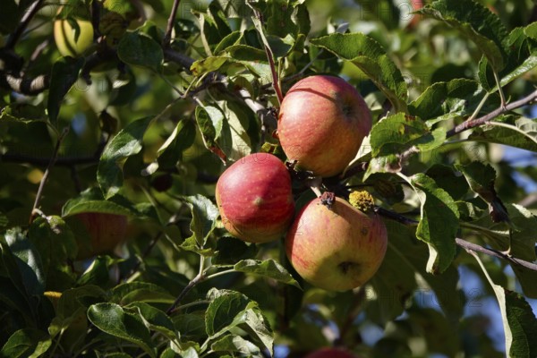 Ripe red apples on an apple tree, harvest time, late summer, Germany