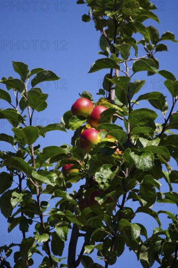 Ripe red apples on an apple tree, harvest time, late summer, Germany