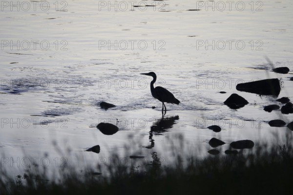 Heron on a riverbank in the evening light, summer, Germany