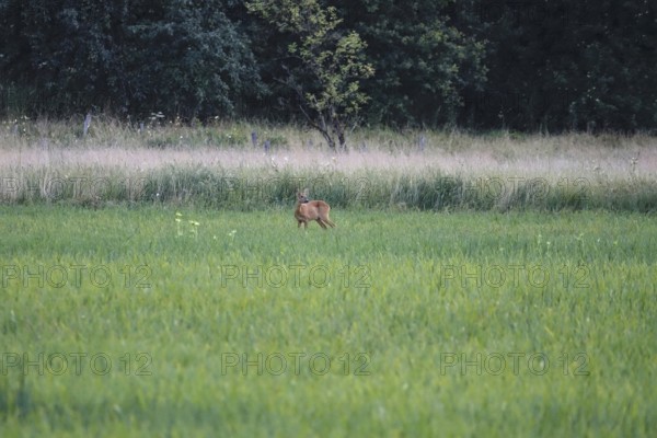 Deer in a field, summer, Germany