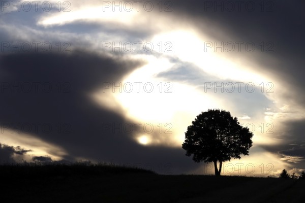 Lonely tree in front of a dramatic sky, summer, Germany