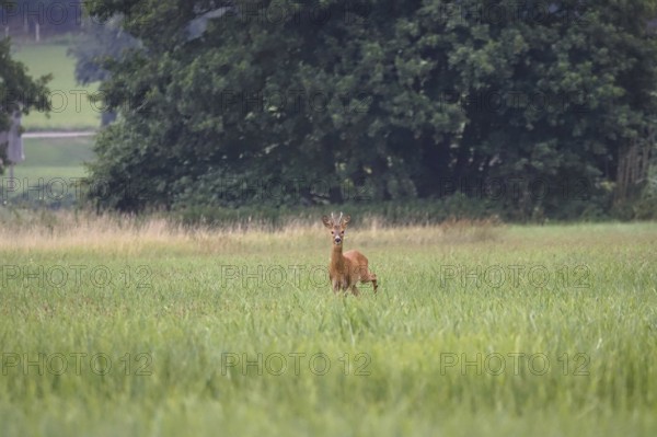 Roebuck in a field, summer, Germany