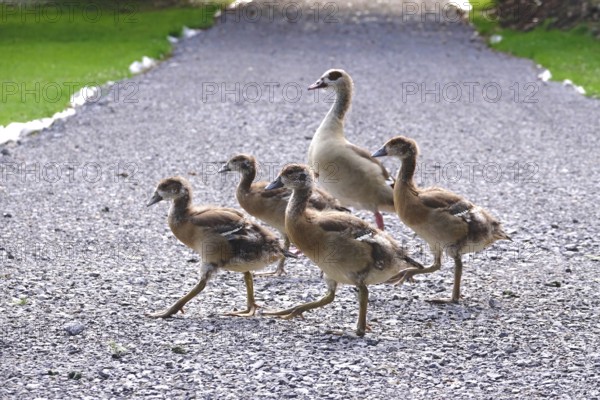 Nile geese marching along a path, Summer, Germany