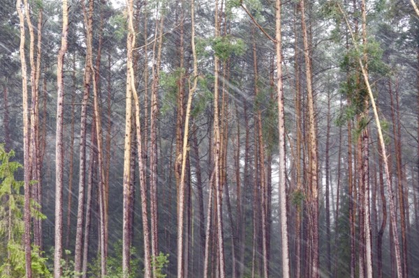 Wind and rain in front of a forest, summer, Germany