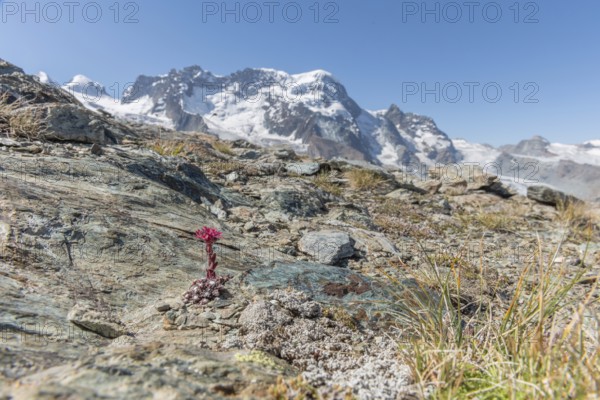 A striking pink flower Sempervivum arachnoideum (cobweb houseleek) grows out of a rocky surface and shows resilience in a ha rsh environment. The surrounding rocks and soil create a textured background in a remote area. Zermatt, Valais, Alps, Switzerland