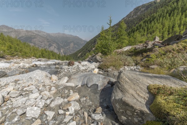 A calm river cascades over smooth stones, surrounded by a lively forest and majestic mountains in the distance. The peaceful atmosphere invites you to relax and admire nature. Grachen, Viege, Valais, Swiss