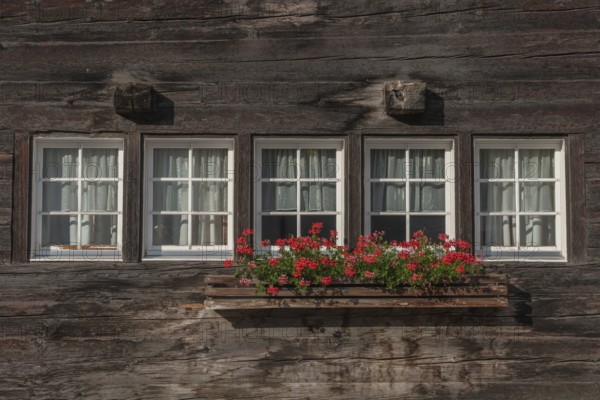 Four white windows decorated with curtains suggest the interior of an old wooden house. The balcony with red flowers is an eye-catcher and adds a touch of colour to the house. Grachen, Viege, Valais, Switzerland