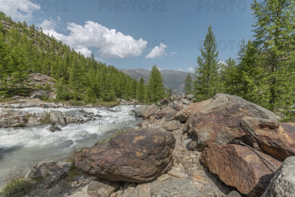The clear river flows swiftly between rocks, lined with green conifers, under a blue sky with clouds. The surroundings are calm and natural. Grachen, Viege, Valais, Swiss