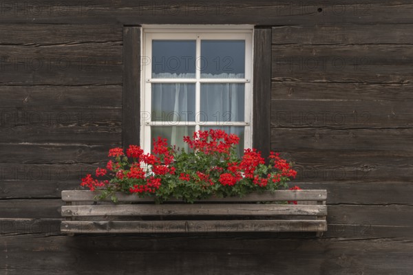 A white window with a light-coloured window frame is framed by a dark wooden wall. A planting of red geraniums adds a touch of bright colour to the flat. Grachen, Viege, Valais, Swiss