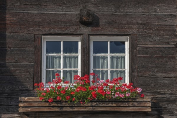 Vibrant red flowers bloom in a planter positioned under a wooden framed window. The rustic ambience is accentuated by light-coloured curtains and offers a warm atmosphere. Grachen, Viege, Valais, Swiss