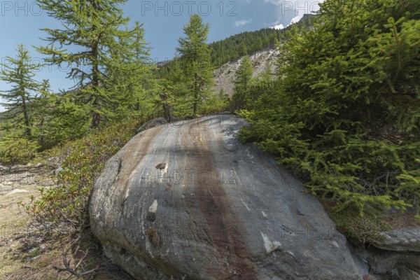 A massive boulder stands prominently amongst the vibrant green trees in a tranquil mountainous region. The bright blue sky provides a clear backdrop that emphasises the natural beauty of the scenery. Grachen, Viege, Valais, Swiss