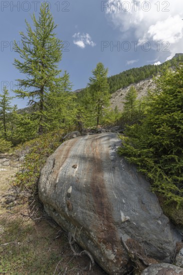 A massive boulder stands prominently amongst the vibrant green trees in a tranquil mountainous region. The bright blue sky provides a clear backdrop that emphasises the natural beauty of the scenery. Grachen, Viege, Valais, Swiss