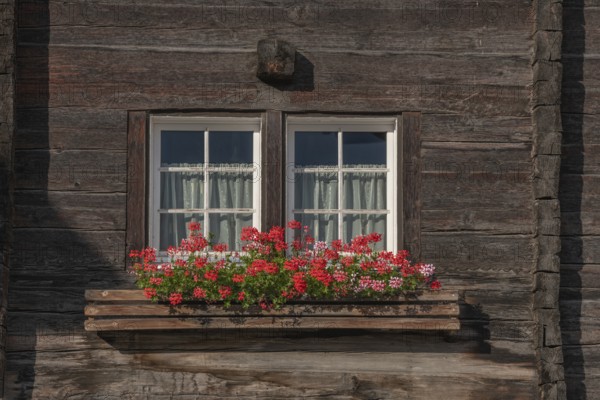 Traditional wooden house window with blooming red geraniums around the edge. The furnishings are typical of the mountains, with rustic charm. Grachen, Viege, Valais, Swiss