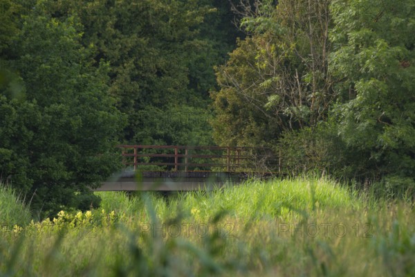 View across a meadow in the evening light to an old bridge in front of a forest, Ahlden, district of Heidekreis, Lower Saxony, Germany
