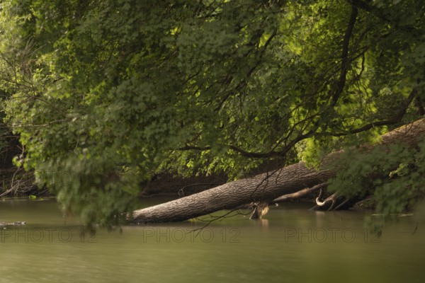 View of a fallen tree trunk protruding into a hamlet, long exposure, Ahlden, Heidekreis district, Lower Saxony, Germany