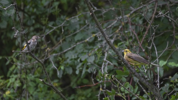 A pair of yellowhammers (Emberiza citrinella) sitting in a bush, Ahlden, district of Heidekreis, Lower Saxony, Germany