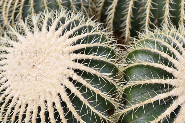 Close up of large 'Echinocactus Platyacanthus' giant barrel cactus with white spikes