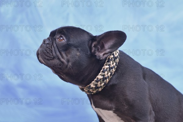 Black French Bulldog dog with woven paracord collar in front of blue background
