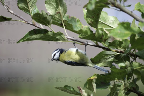 Blue tit (Cyanistes caeruleus), hanging upside down, branch, apple tree, autumn, funny, Germany, The tit hangs upside down on a branch and looks around attentively