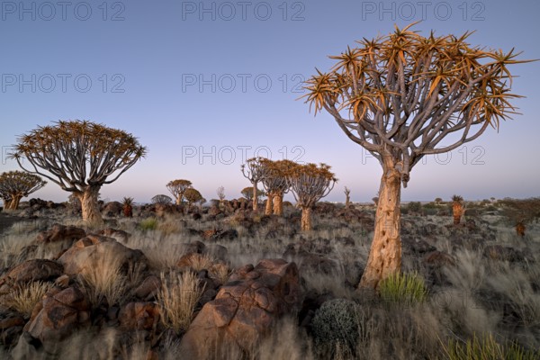 Quiver trees (Aloe dichotoma) in the morning light, quiver tree forest near Keetmanshoop, Karas Region, Namibia