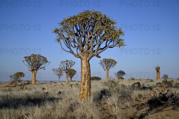 Quiver tree (Aloe dichotoma), quiver tree forest near Keetmanshoop, Karas Region, Namibia