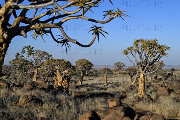 Quiver trees (Aloe dichotoma), quiver tree forest near Keetmanshoop, Karas Region, Namibia