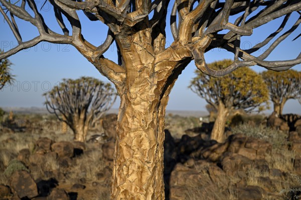 Quiver tree (Aloe dichotoma), quiver tree forest near Keetmanshoop, Karas Region, Namibia