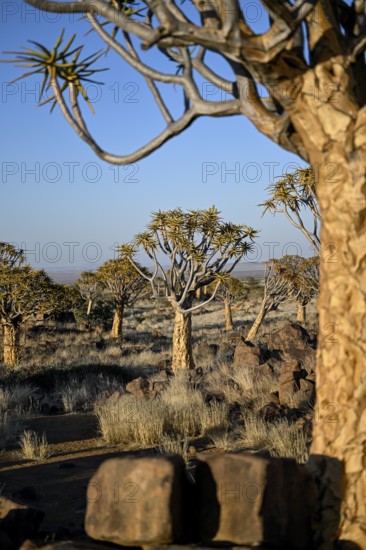Quiver trees (Aloe dichotoma) in the morning light, quiver tree forest near Keetmanshoop, Karas Region, Namibia