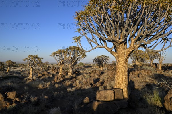 Quiver trees (Aloe dichotoma) in the morning light, quiver tree forest near Keetmanshoop, Karas Region, Namibia