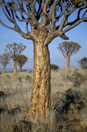 Quiver trees (Aloe dichotoma), quiver tree forest near Keetmanshoop, Karas Region, Namibia