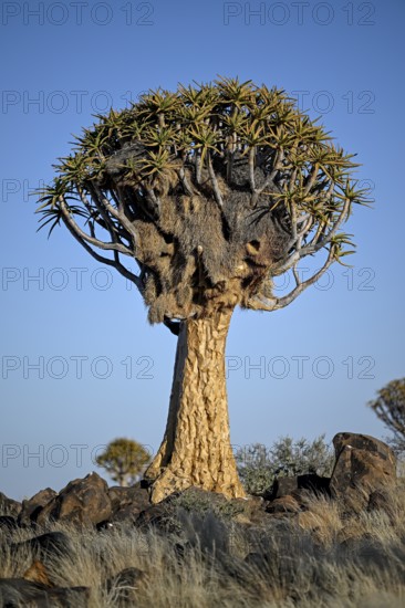 Quiver tree (Aloe dichotoma) with weaver bird's nest, quiver tree forest near Keetmanshoop, Karas Region, Namibia