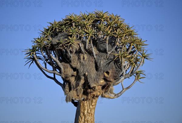 Quiver tree (Aloe dichotoma) with weaver bird's nest, quiver tree forest near Keetmanshoop, Karas Region, Namibia