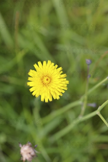 Hieracium lachenalii (Picris hieracioides), hawkweed bitterweed, yellow flower on a rough meadow, close-up, Wilnsdorf, North Rhine-Westphalia, Germany