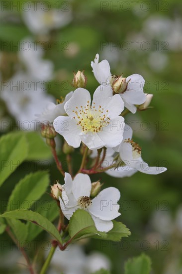 Bibernell rose (Rosa spinosissima L., syn.: Rosa pimpinellifolia L.), also called dune rose, earth rose, field rose, oat rose, prickly rose, spiky rose and rock rose, is one of the oldest wild rose species, dog rose, flowers on a bush, Wilnsdorf, North Rhine-Westphalia, Germany
