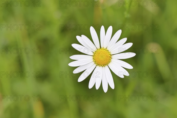 Daisy (Leucanthemum vulgare), flower in a meadow, close-up, macro, Wilnsdorf, North Rhine-Westphalia, Germany