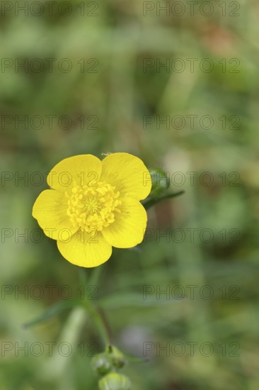Buttercup, buttercup (Ranunculus acris), yellow flower in a meadow, close-up, Wilnsdorf, North Rhine-Westphalia, Germany